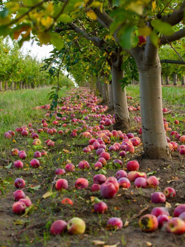 web-apple-harvest-ready-be-picked-from-orchard-republic-moldova