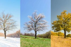 web-lonely-apricot-tree-different-seasons-meadow